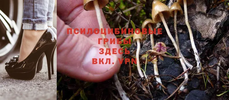 Псилоцибиновые грибы Psilocybe  Пошехонье 